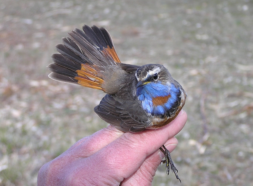 Bluethroat, Sundre 20050509